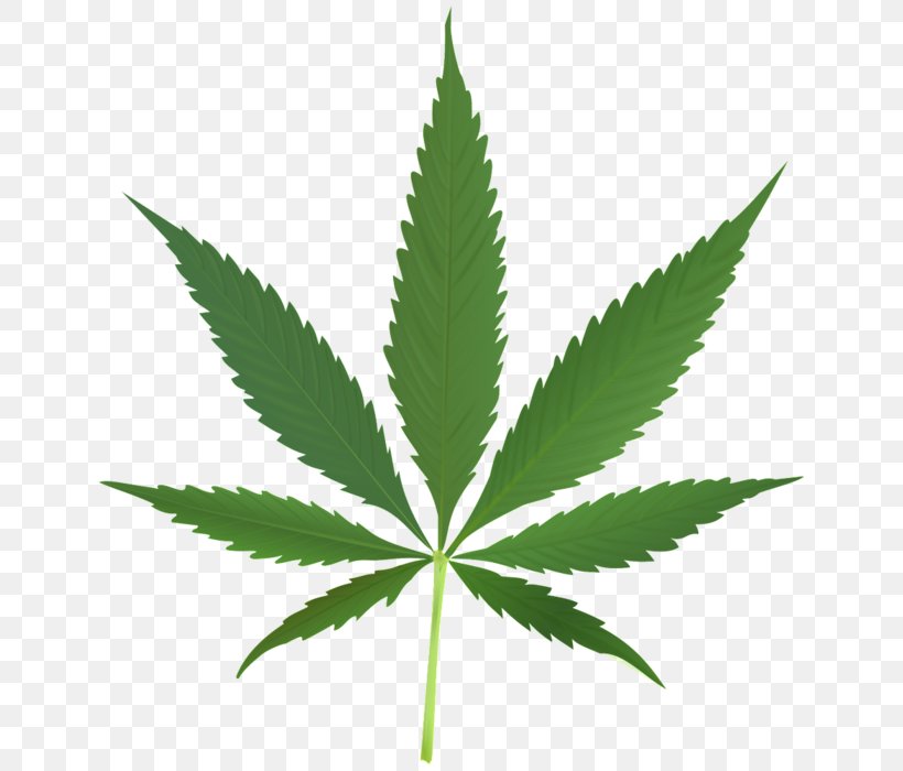 Cannabis Leaf Legalization Bong Clip Art, PNG, 647x700px, 420 Day, Cannabis, Bong, Cannabinoid, Cannabis Sativa Download Free