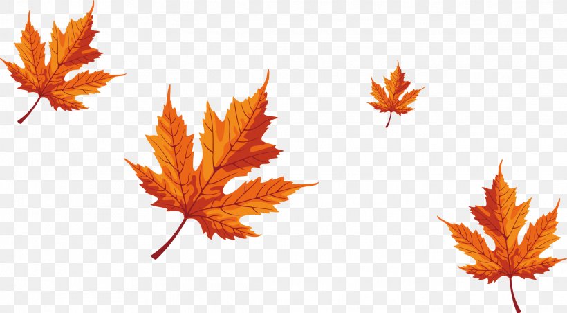 Falling Maple Leaves - Maple Leaf Red Maple PNG