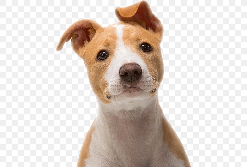 Puppy Desktop Wallpaper Pug Dog Breed Kitten, PNG, 450x556px, Puppy, Animal, Carnivoran, Cat, Desktop Environment Download Free