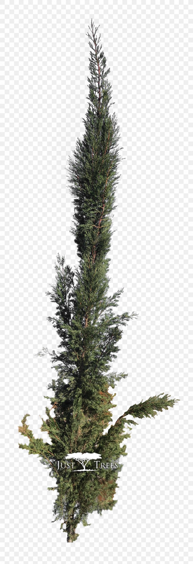 Tree Pine Evergreen Spruce Mediterranean Cypress, PNG, 1279x3732px, Tree, Christmas Decoration, Christmas Ornament, Christmas Tree, Conifer Download Free