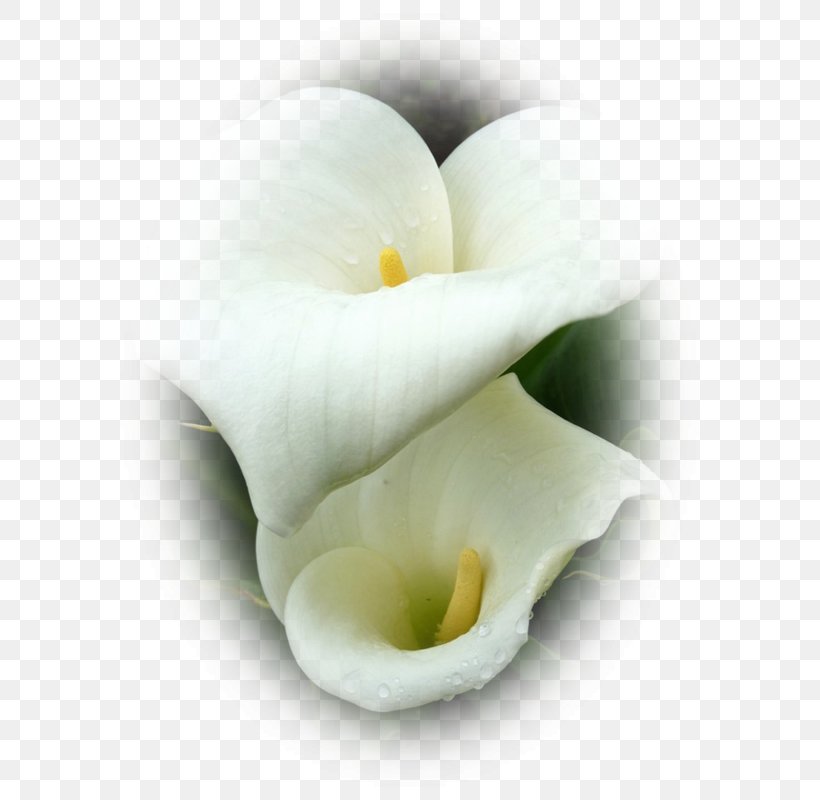 Arum Lilies Water Plantains Download Flower, PNG, 588x800px, Arum Lilies, Alismatales, Arum, Arum Family, Bay Download Free