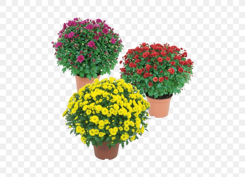 Flowerpot Chrysanthemum Aldi Floral Design Flyer, PNG, 592x592px, Flowerpot, Aldi, Annual Plant, Chrysanthemum, Chrysanths Download Free