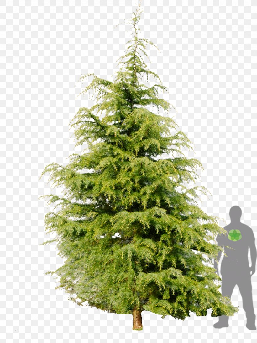 Himalayas Tree Conifers Spruce Deodar Cedar, PNG, 900x1200px, Himalayas, Biome, Cedar, Cedrus Brevifolia, Christmas Decoration Download Free