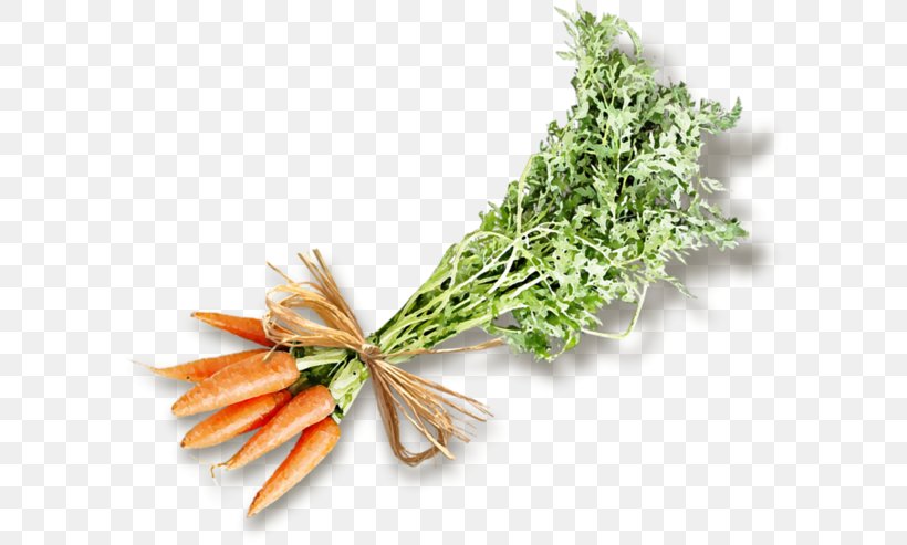 Carrot Moroccan Cuisine Vegetable, PNG, 600x493px, Carrot, Baby Carrot, Food, Herb, Leaf Vegetable Download Free