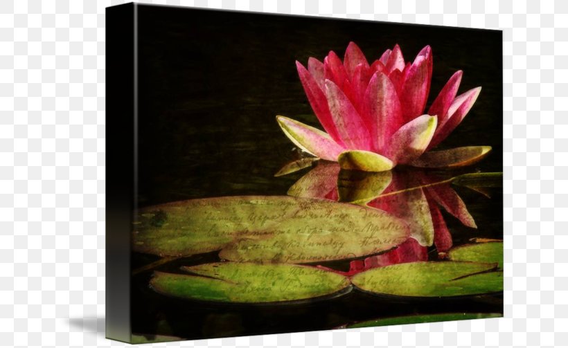 Flower Still Life Photography Gallery Wrap Petal, PNG, 650x503px, Flower, Aquatic Plant, Aquatic Plants, Art, Canvas Download Free