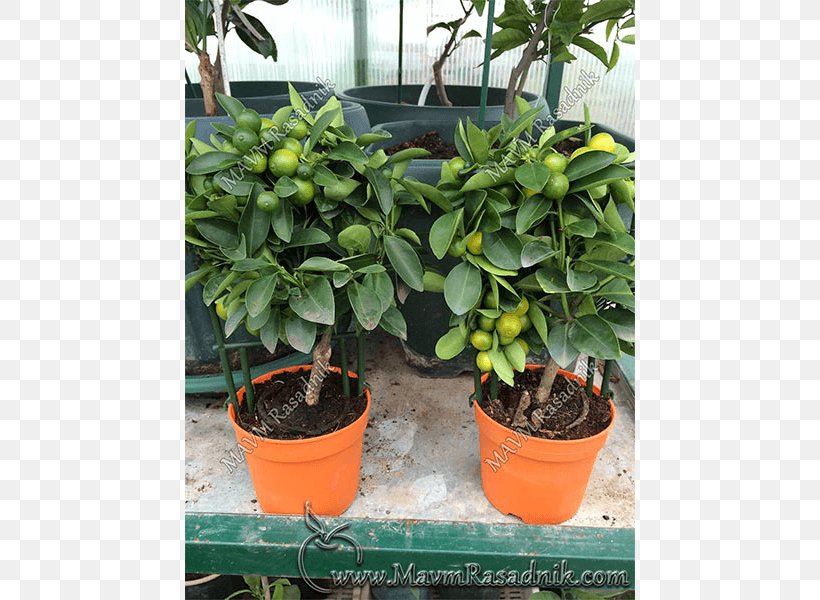 Citrus Calamondin Orange Садница Laranja-da-baía, PNG, 800x600px, Citrus, Calamondin, Cultivar, Evergreen, Flowerpot Download Free