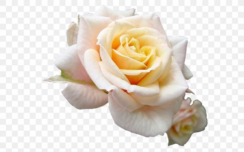 Garden Roses Animation Cinemagraph Flower, PNG, 1920x1200px, Garden Roses, Animaatio, Animation, Cabbage Rose, Cinemagraph Download Free