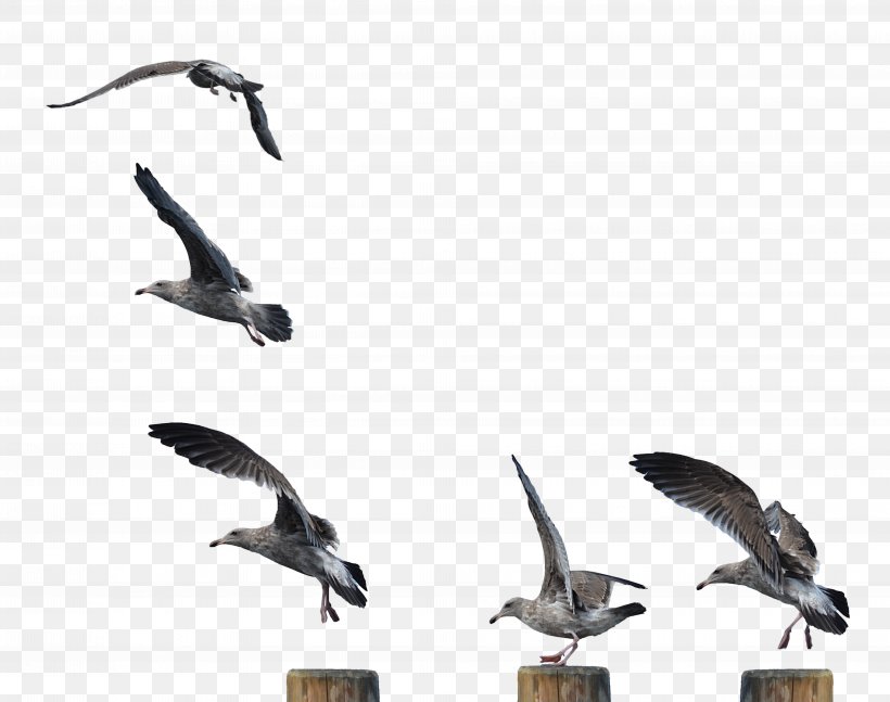Gulls Shorebirds European Herring Gull Goose, PNG, 7928x6264px, Gulls, American Herring Gull, Anatidae, Animal Migration, Beak Download Free