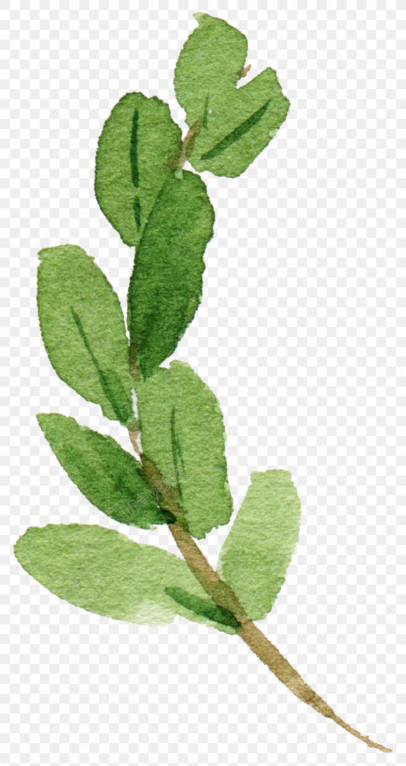 Leaf File Format Illustration Clip Art, PNG, 968x1826px, Leaf, Common Sage, Flower, Flowering Plant, Plant Download Free