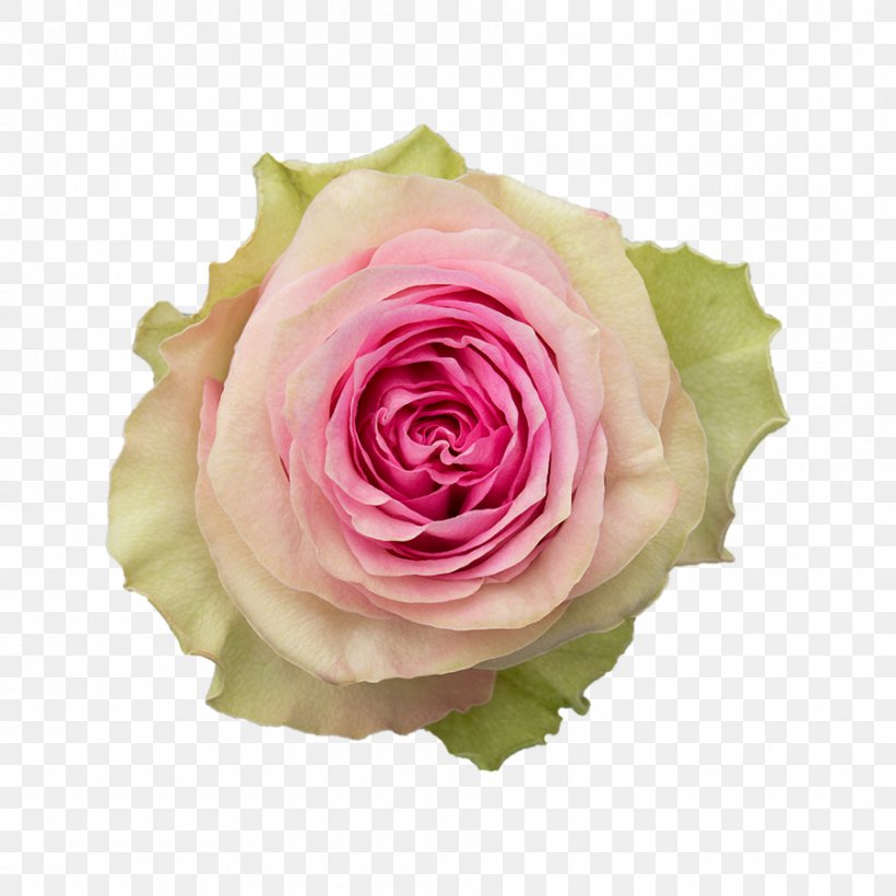 Garden Roses Cabbage Rose Floribunda Cut Flowers Njoro, PNG, 900x900px, Garden Roses, Barbarella, Brigitte Bardot, Cabbage Rose, Cut Flowers Download Free