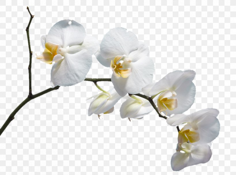 Moth Orchids Flower Please God Send Me A Husband Download, PNG, 885x660px, Moth Orchids, Blossom, Branch, Cut Flowers, Floral Design Download Free