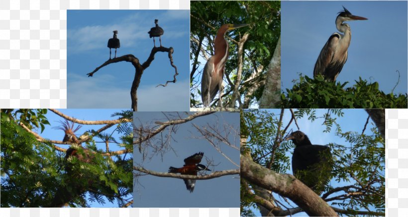 Fauna Ecosystem Beak Branching, PNG, 1500x802px, Fauna, Beak, Bird, Branch, Branching Download Free