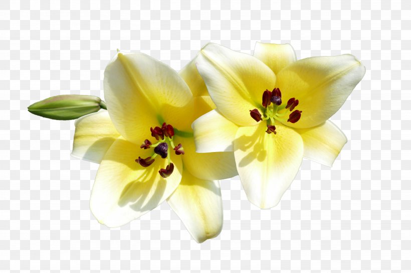 Hemerocallis Lilioasphodelus Lilium Flower Photography, PNG, 5472x3648px, Hemerocallis Lilioasphodelus, Cut Flowers, Daylily, Flower, Flower Bouquet Download Free