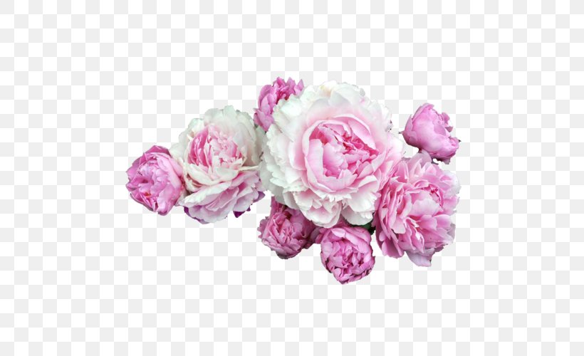 Pink Flowers Peony Clip Art Rose, PNG, 500x500px, Flower, Artificial Flower, Blossom, Chinese Peony, Cut Flowers Download Free