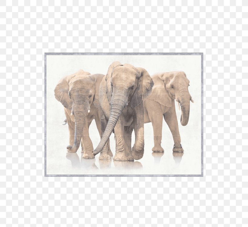 African Bush Elephant Stock Photography Royalty-free, PNG, 525x750px, African Bush Elephant, Addo Elephant National Park, African Elephant, Cattle Like Mammal, Depositphotos Download Free