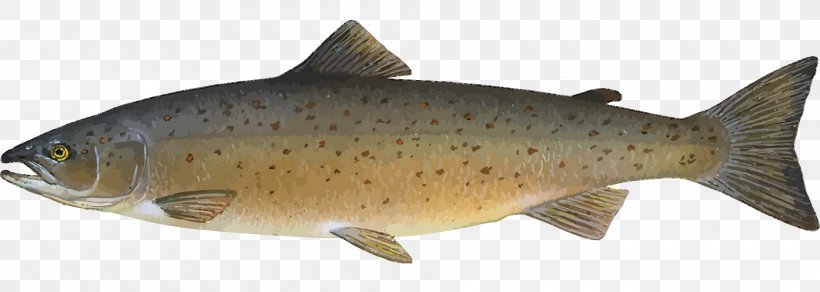 Atlantic Salmon Salmonids Fish Farming, PNG, 1920x686px, Atlantic Salmon, Animal Figure, Animal Migration, Bony Fish, Carp Download Free