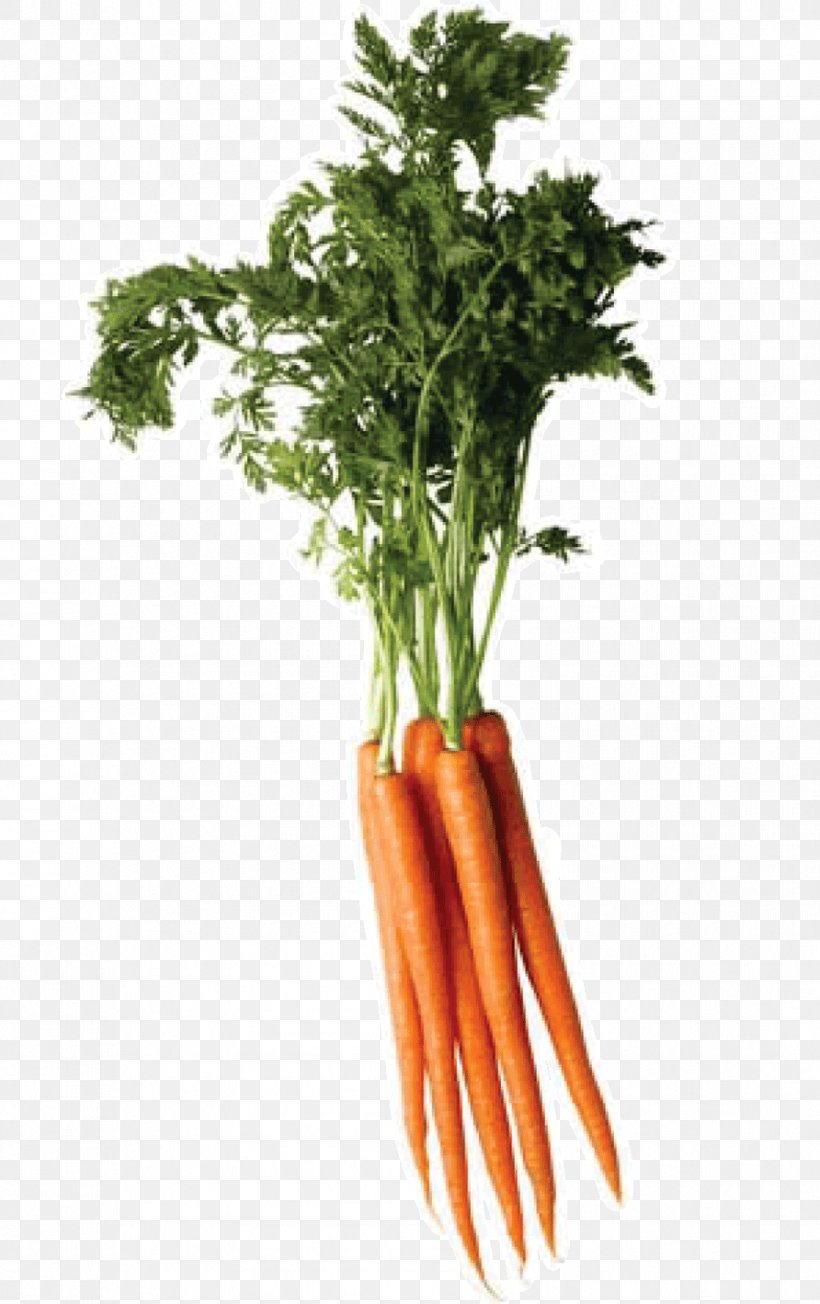 Carrot Vegetable, PNG, 892x1419px, Carrot, Baby Carrot, Daucus, Daucus Carota, Flowerpot Download Free