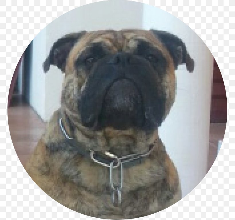 Dog Breed Pug Bullmastiff Continental Bulldog, PNG, 767x767px, Dog Breed, Archie Andrews, Archie Comics, Breed, Breeder Download Free