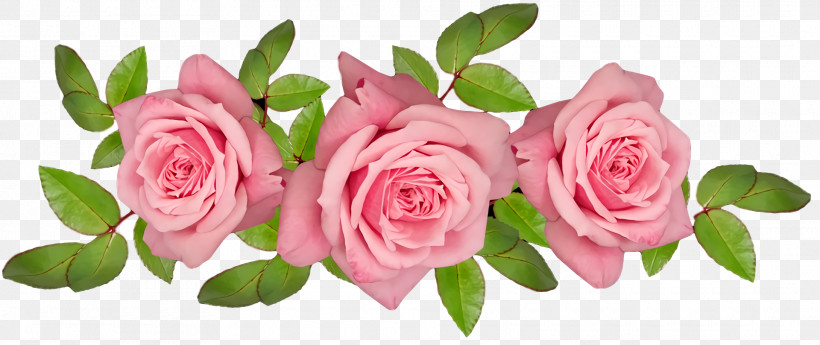 Garden Roses, PNG, 1920x808px, Garden Roses, Cabbage Rose, Cut Flowers, Floral Design, Flower Download Free