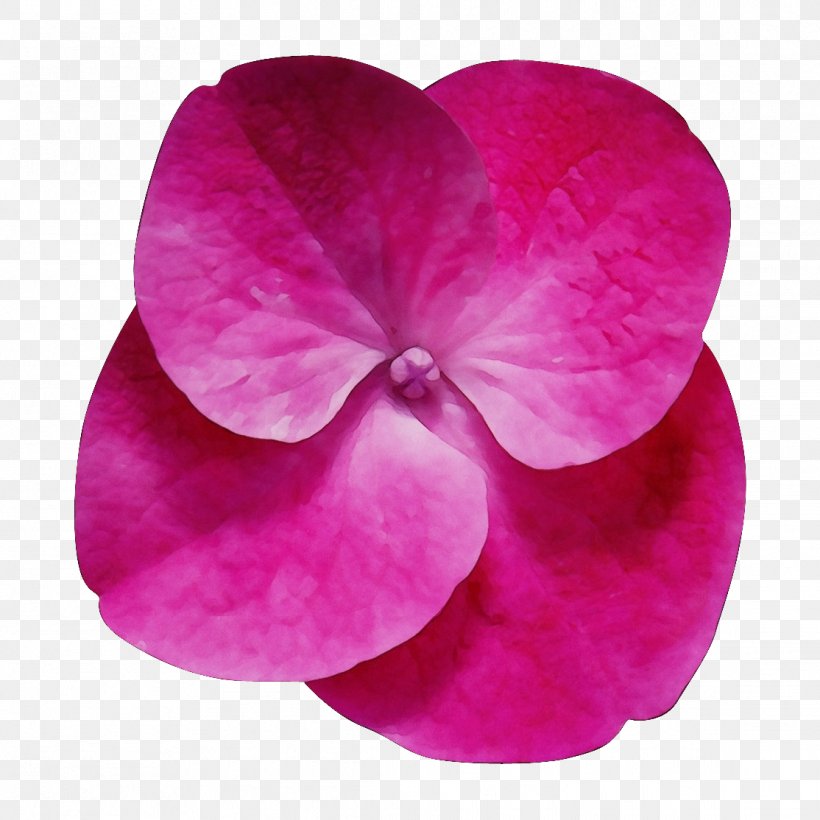 Petal Flower Clip Art Desktop Wallpaper, PNG, 1114x1114px, Petal, Cut Flowers, Display Resolution, Floral Design, Flower Download Free