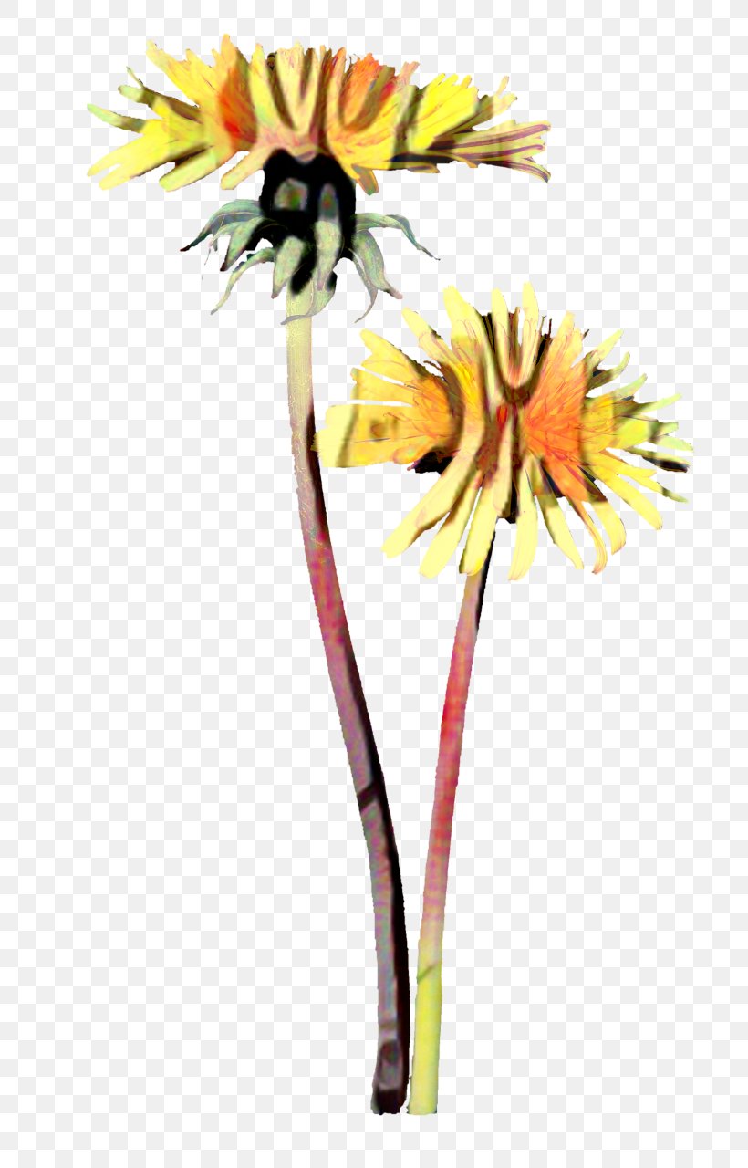 Transvaal Daisy Floristry Cut Flowers Petal Plant Stem, PNG, 781x1280px, Transvaal Daisy, Barberton Daisy, Botany, Cut Flowers, Daisy Family Download Free