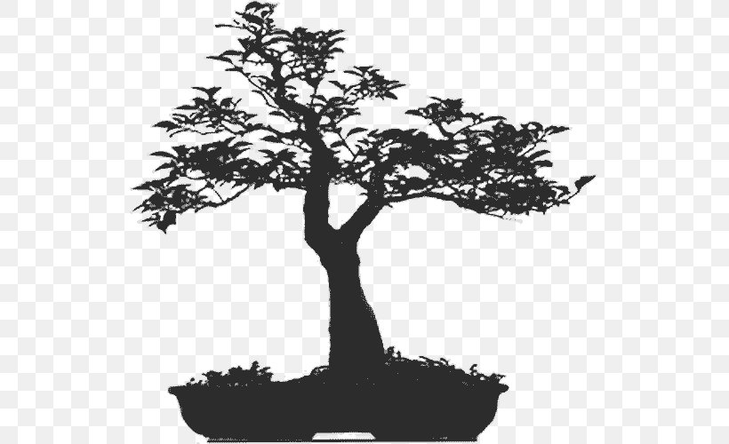 Tree Bonsai Morikami Museum And Japanese Gardens Woody Plant Houseplant, PNG, 528x500px, Tree, Aesthetics, Black And White, Bonsai, Branch Download Free