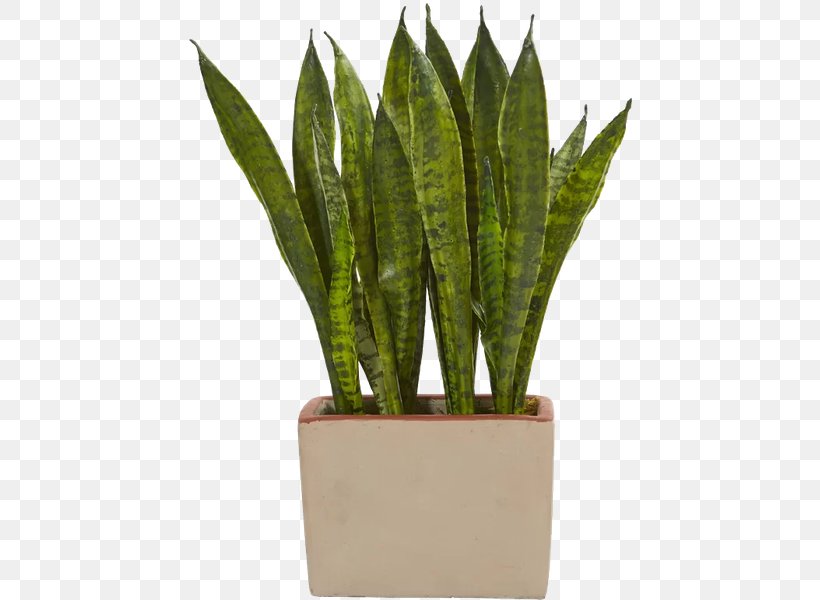 Viper's Bowstring Hemp Nearly Natural Sansevieria Cylindrica Plants Succulent Plant, PNG, 445x600px, Vipers Bowstring Hemp, Agave, Anthurium, Ceramic, Flower Download Free
