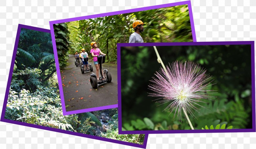 World Botanical Gardens Hawaii Belt Road Zip-line, PNG, 1569x914px, World Botanical Gardens, Botanical Garden, Botany, Collage, Ecosystem Download Free