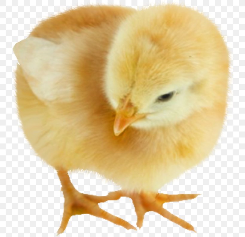 Chicken Animal Drawing, PNG, 747x793px, Chicken, Actor, Animal, Beak, Bird Download Free