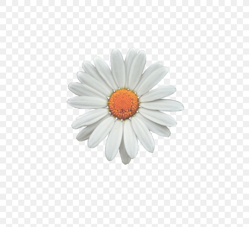 Common Daisy Flower Clip Art, PNG, 500x750px, Common Daisy, Aster, Black And White, Blog, Chrysanths Download Free