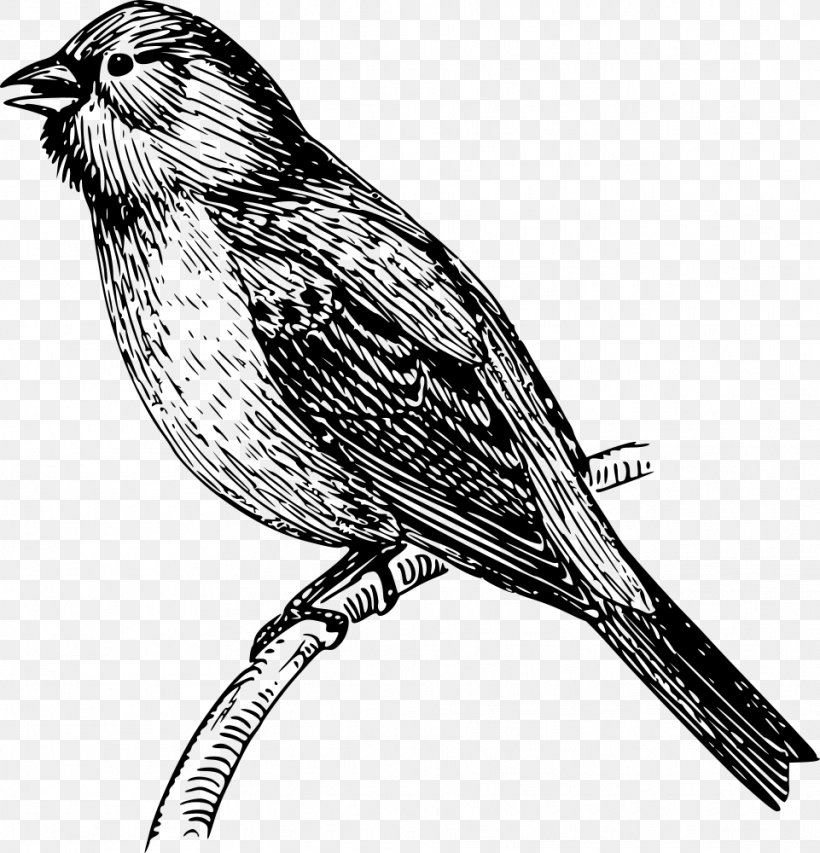 Drawing Clip Art, PNG, 961x1000px, Drawing, Art, Beak, Bird, Black And White Download Free