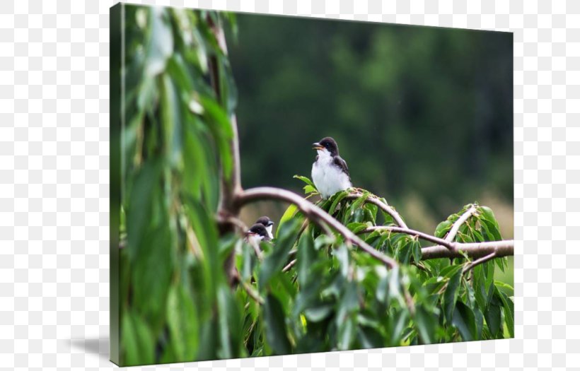 Finch Ecosystem Fauna Beak Wildlife, PNG, 650x525px, Finch, Beak, Bird, Branch, Ecosystem Download Free