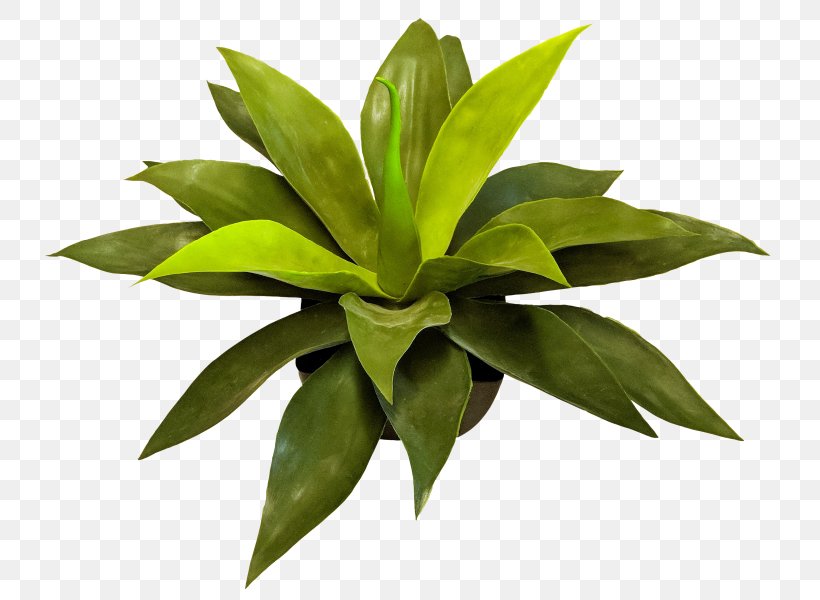 Leaf Terrestrial Plant INAV DBX MSCI AC WORLD SF Agave Terrestrial Animal, PNG, 800x600px, Leaf, Agave, Flowerpot, Inav Dbx Msci Ac World Sf, Plant Download Free