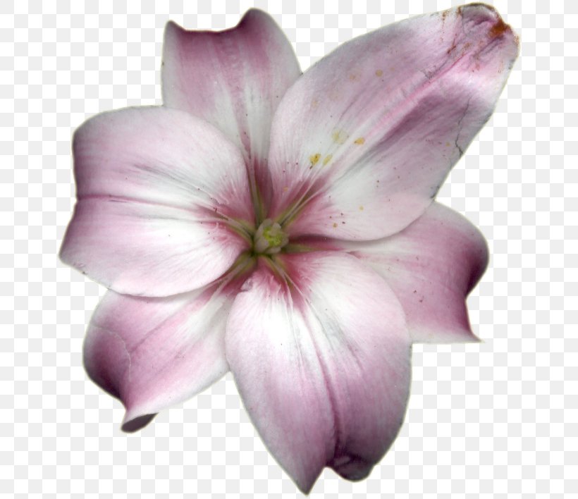 Lilium DeviantArt Painting Flower, PNG, 662x708px, Lilium, Art, Artist, Deviantart, Flower Download Free