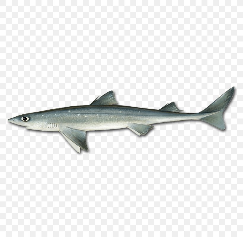 Spiny Dogfish Longnose Spurdog Shortnose Spurdog Bluefish Tautog, PNG, 800x800px, Spiny Dogfish, Black Sea Bass, Bluefish, Cartilaginous Fish, Center Console Download Free