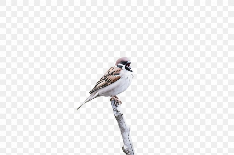 Bird Beak Sparrow Perching Bird Songbird, PNG, 2448x1632px, Bird, Beak, Emberizidae, Finch, House Sparrow Download Free