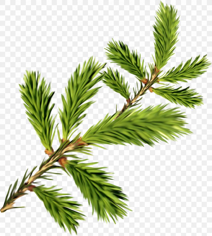 Branch Clip Art, PNG, 1512x1682px, Branch, Casuarina, Conifer, Cypress Family, Evergreen Download Free