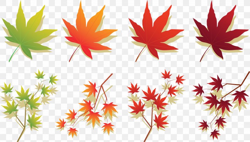 Maple Leaf Japanese Maple Autumn Leaf Color, PNG, 5426x3088px, Japanese Maple, Autumn, Autumn Leaf Color, Flower, Flowering Plant Download Free