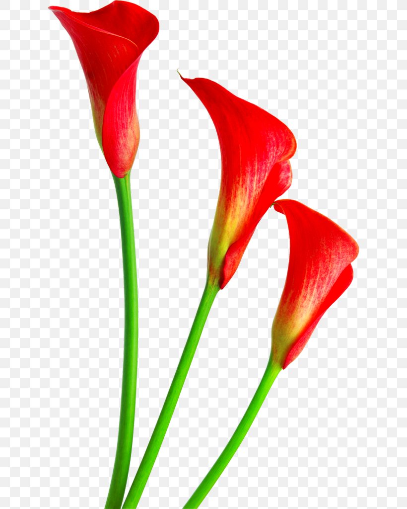 Cut Flowers Lilium Lapit Clip Art, PNG, 628x1024px, Flower, Alismatales, Arum, Bud, Calla Lily Download Free