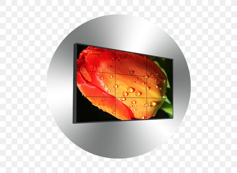 Flower Tulip Drop Photography Petal, PNG, 600x600px, Flower, Closeup, Closeup Photography, Dew, Drop Download Free