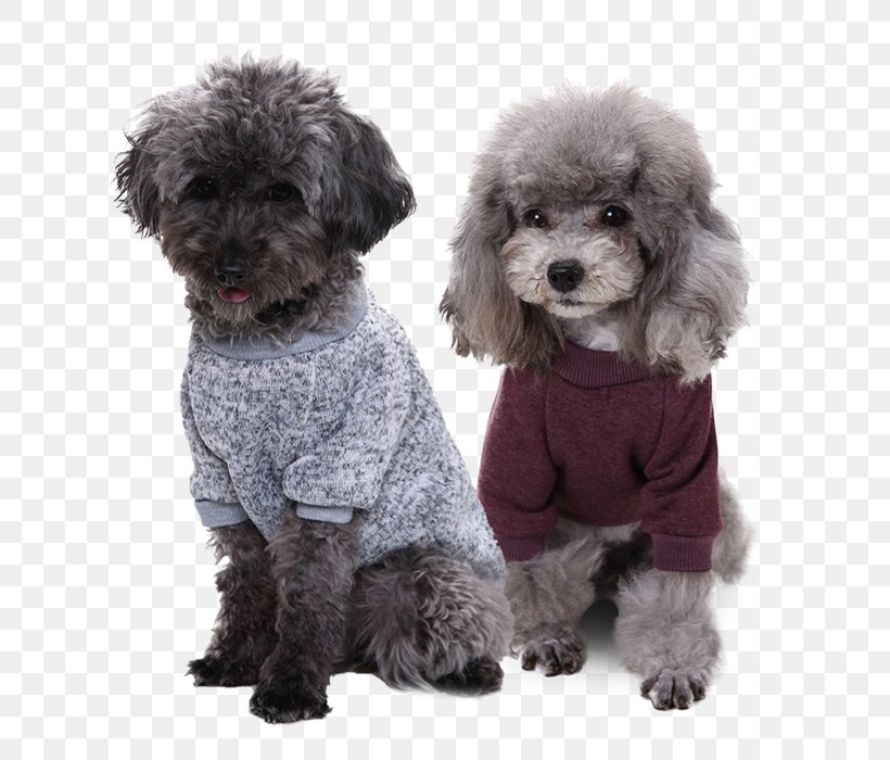 Miniature Poodle Toy Poodle Schnoodle Spanish Water Dog Poodle Crossbreed, PNG, 700x700px, Miniature Poodle, Carnivoran, Cat, Clothing, Companion Dog Download Free