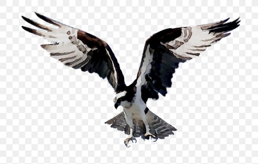 Bald Eagle Bird Of Prey, PNG, 800x523px, Eagle, Accipitridae, Accipitriformes, Animal, Bald Eagle Download Free