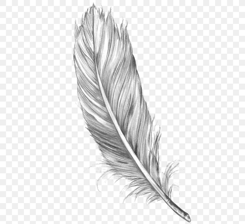 Bird Drawing Feather Art Sketch, PNG, 492x750px, Bird, Art, Black And White, Drawing, Feather Download Free