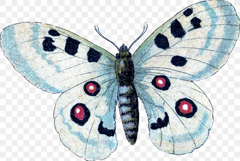 Brush-footed Butterflies Gossamer-winged Butterflies Silkworm Butterfly Moth, PNG, 1774x1196px, Brushfooted Butterflies, Arthropod, Bombycidae, Brush Footed Butterfly, Butterfly Download Free