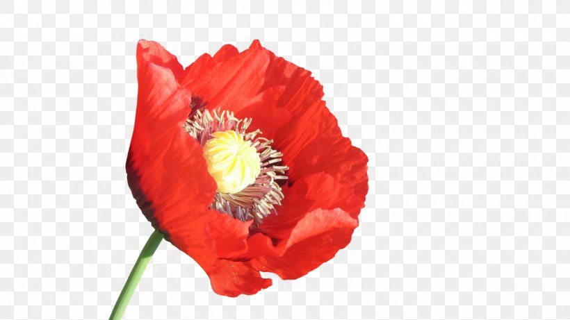 Common Poppy Flower, PNG, 1600x900px, Poppy, Common Poppy, Coquelicot, Flower, Flowering Plant Download Free