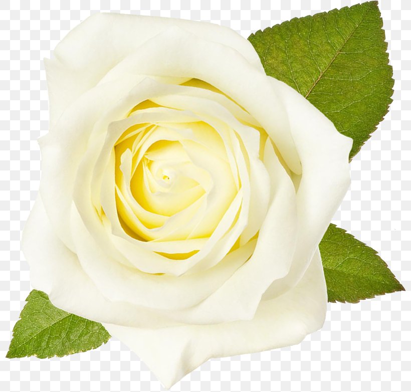 Garden Roses White Flower Cabbage Rose Floribunda, PNG, 800x782px, Garden Roses, Bud, Cabbage Rose, Close Up, Color Download Free