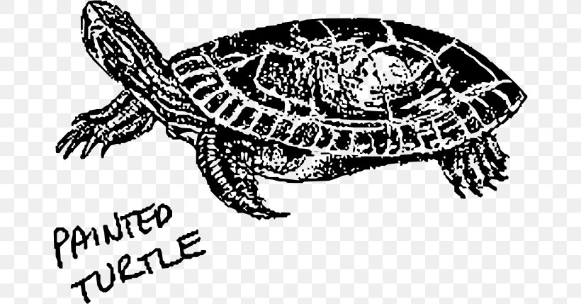 Hawksbill Sea Turtle Clip Art, PNG, 670x429px, Turtle, Art, Black And White, Bog Turtle, Box Turtle Download Free