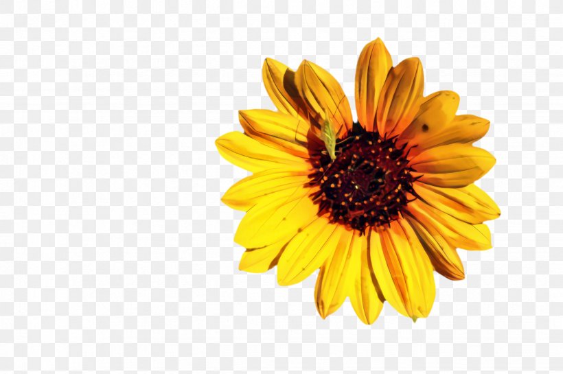 Marigold Flower, PNG, 2452x1632px, Sunflower, Asterales, Blackeyed Susan, Bloom, Calendula Download Free