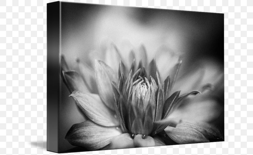 Photography Work Of Art Fine Art, PNG, 650x503px, Photography, Art, Black And White, Close Up, Closeup Download Free