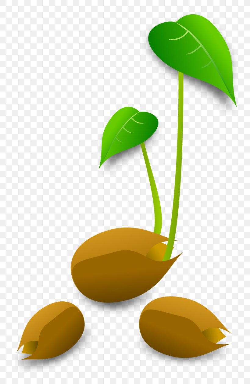 Sprouting Plant Germination Clip Art, PNG, 800x1259px, Sprouting, Abscisic Acid, Endosperm, Germination, Gibberellin Download Free
